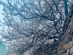 -崂山九水游览区