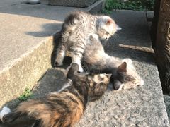 -老屋咖啡