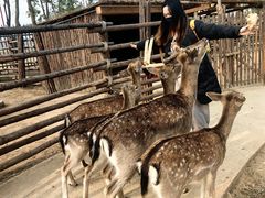 -辛玛王国游乐园