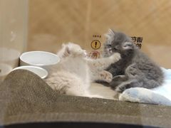 -屋虎猫馆(宝安大仟里店)