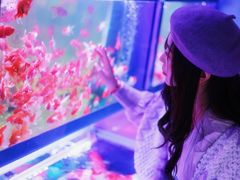-大自然花鸟鱼虫市场