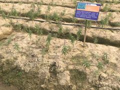 -广东花都香草世界旅游度假区