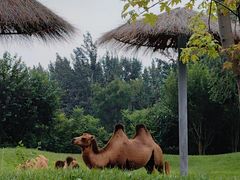 -北京野生动物园