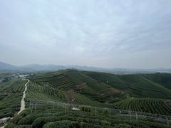 -龙坞茶村