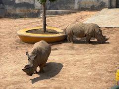 -西霞口神雕山野生动物世界