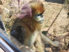 -大连森林动物园