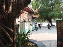 -深圳仙湖植物园