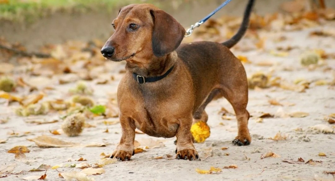 腊肠犬打猎兔子图片