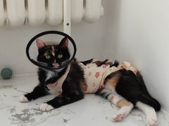 -纳吉亚猫专科动物诊疗中心(蒋宅口分院)
