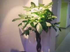 -老成都·古法采耳·禅洗头疗(四川总店)