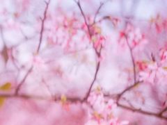 -天适樱花悠乐园