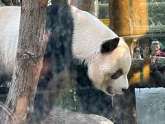 -成都动物园