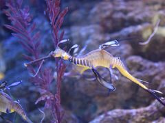 -迪拜水族馆及水下动物园