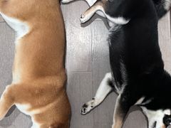 -美联众合动物医院·24h转诊中心
