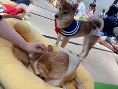 -逗柴咖啡屋·狗咖猫咖宠物桌游