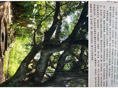 -硇洲岛旅游区