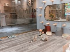 -BABIT巴比特宠物(MOMOPARK店)