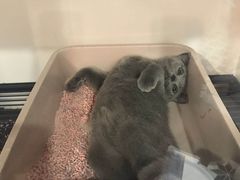 -熊小胖宠物生活馆(天华园店)