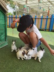 -萌宠亲子动物乐园(槐房万达店)