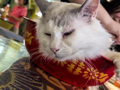 -平行世界·猫咖(首经贸店)