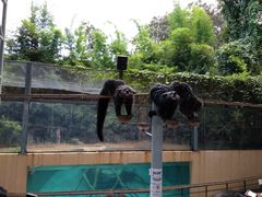 -清迈夜间动物园