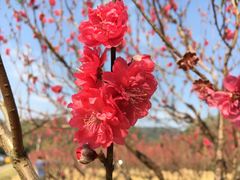 -南国桃园旅游度假区