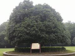 -灵谷景区
