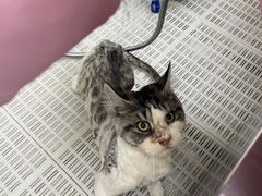 -北京观赏动物医院·24小时大型综合·猫专科·异宠专科
