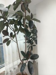 -HEYAN荷妍专业脱毛连锁机构