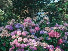 -墨尔本皇家植物园