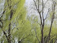 -柳浪闻莺公园