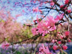 -白塘生态植物园