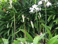 -墨尔本皇家植物园