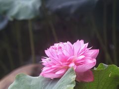 -厦门园林博览苑