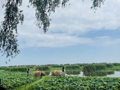 -洪湖生态旅游区