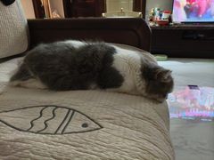 -欣宠猫屋·矮脚拿破仑·蓝金金渐层