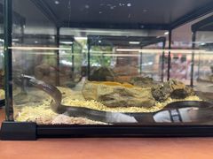 -帕帕拉兹宠物(亚洲旗舰店)