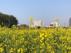 -光明小镇欢乐田园