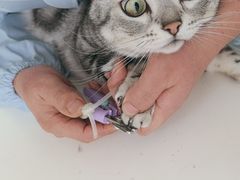 -汪喵宠物医院·骨科心脏影像·犬猫急重症ICU诊疗中心(成华分院)