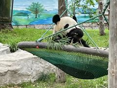 -上海野生动物园