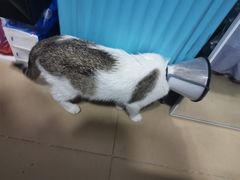 -瑞派康怡24h宠物医院·犬猫医疗中心·微创绝育(瑞景分院)