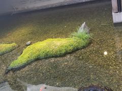 -几荷·恰似故人来(秀水广场店)