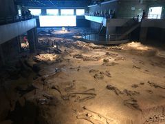 -自贡恐龙博物馆