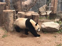 -都江堰中华大熊猫苑