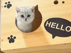 -瑞派名望24h动物医院异宠专科·猫专科·骨科·重症监护分院