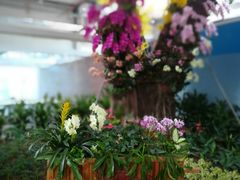 -东南花都花博园
