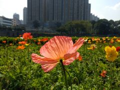 景点-望江楼公园