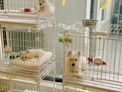 -翊宠yipet猫狗购宠庄园犬舍•猫舍