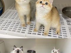 -lincat·猫舍(广州店)