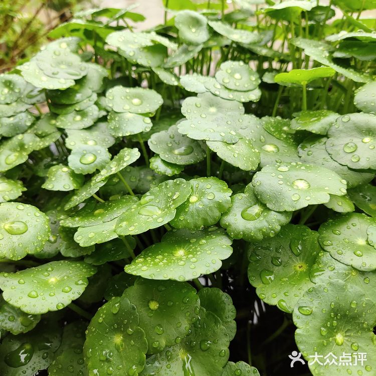 金钱草是一种常见植物，而且是一种中药材，主要功效可预